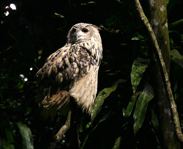 新加坡 夜間動物園