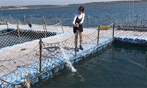 澎湖花火